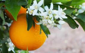 تصویر 1 از قیمت خرید نارنج شیراز + فروش ویژه